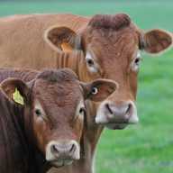 Downland delivers farming excellence across the UK, recognised for our exceptional franchise partners who provide invaluable advice and solutions for their own local farming community
