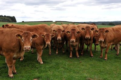 Cattle at Grass